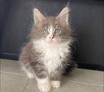 Maine Coon met stamboom, Dieren en Toebehoren, Meerdere dieren, Gechipt, 0 tot 2 jaar