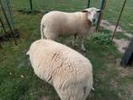 2 mannelijke schapen van 7 maanden oud, Dieren en Toebehoren, Schapen, Geiten en Varkens, Mannelijk, Schaap, 0 tot 2 jaar