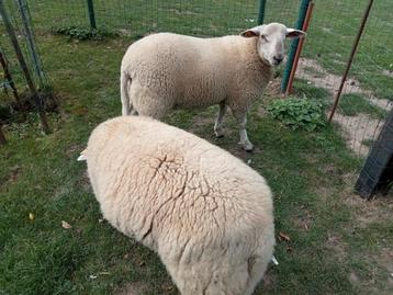 2 mannelijke schapen van 7 maanden oud  beschikbaar voor biedingen