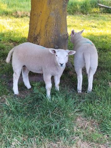 Schapen Texel met lammeren