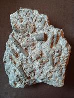 Crinoïdenstengels - fossiele zeelelies - vindplaats Couvin, Verzamelen, Mineralen en Fossielen, Ophalen of Verzenden, Fossiel