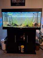 Warmwater aquarium met vissen rio180, Dieren en Toebehoren, Ophalen, Gebruikt, Gevuld zoetwateraquarium