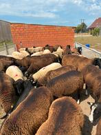 Kweekooien zwartbles, Dieren en Toebehoren, Schapen, Geiten en Varkens