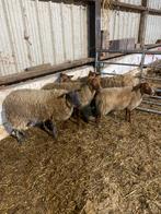 Fok schapen 1 jaar oud