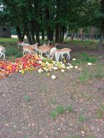 Damherten en edelherten, Dieren en Toebehoren, Maart, Meerdere dieren