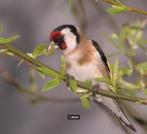 Zoek elegante distelvinken, Dieren en Toebehoren, Vogels | Overige Vogels