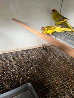 Koppel kakariki’s, Dieren en Toebehoren, Vogels | Parkieten en Papegaaien, Meerdere dieren, Papegaai, Geringd