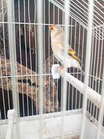 Kruising putter x kanarie man, Animaux & Accessoires, Mâle, Oiseau chanteur sauvage, Bagué