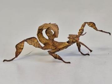 Phasme scorpion