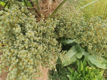 Winterharde palm Trachycarpus Fortunei beschikbaar voor biedingen