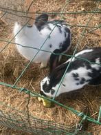 Vlaamse reus, Dieren en Toebehoren, Konijnen
