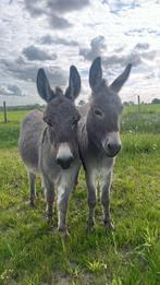 2 tamme mini-ezels, Gechipt, Niet van toepassing, Hengst, A pony (tot 1.17m)