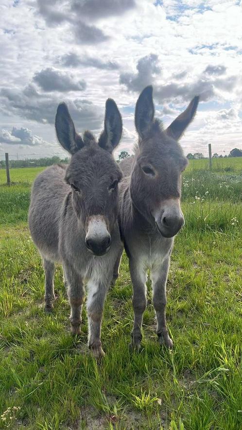 2 tamme mini-ezels, Dieren en Toebehoren, Pony's, Hengst, Niet van toepassing, A pony (tot 1.17m), Recreatiepony, 3 tot 6 jaar