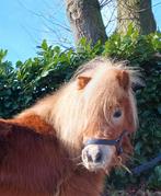 Zeer klein en correct mini merrietje met NSPS Papier!, Poney de récréation, Poney A (jusqu'à 1.17 m), Avec pedigree, Jument