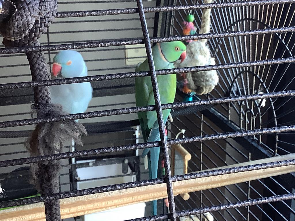 Halsband parkieten( koppel), Parkiet, Pratend