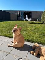 Franse bulldog, Dieren en Toebehoren, België, Particulier, Geslacht onbekend, Eén hond