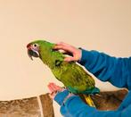 Perroquet ARA militaire FEMelle 2025, Dieren en Toebehoren, Ophalen, Nieuw, Overige typen