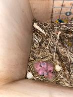 Perruche solaire à élever à la main