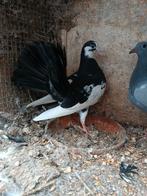 Koppel pauwstaart duiven 20 euro