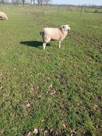 schapen, Dieren en Toebehoren, Schapen, Geiten en Varkens, Vrouwelijk, Schaap, 0 tot 2 jaar