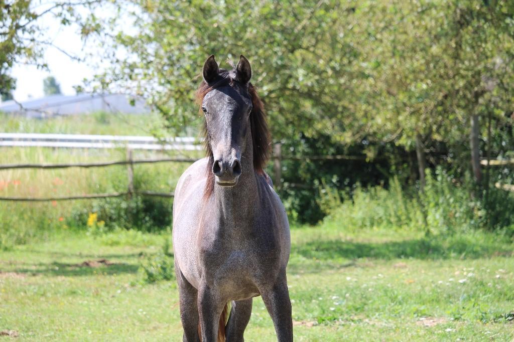 Grote PRE merrie - geb. 03.2024 - rechtstreeks van fokker, Dieren en Toebehoren, Paarden, Merrie, 160 tot 165 cm, Met stamboom