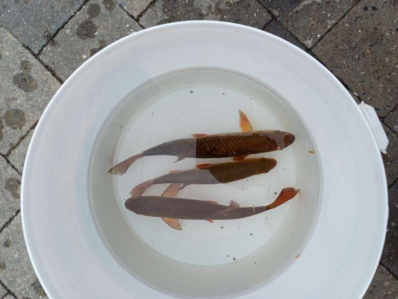 3 vents argentés vents dorés vents bleus 20-25 cm, Animaux & Accessoires, Poissons | Poissons d'étang, Poisson(s) rouge(s)