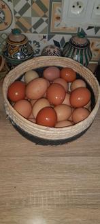 Œufs Bio, Immo, Op zoek naar een appartement