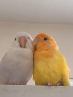 Dwergpapegaaien (2 koppels) + kooi –  ( wegens verhuis), Domestique