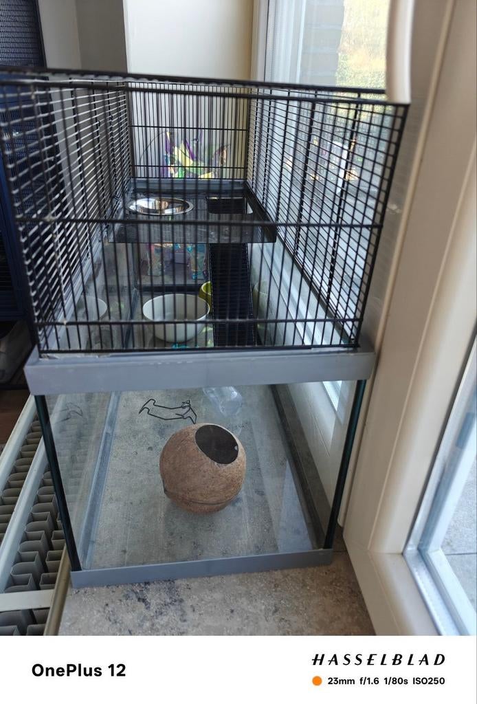 Pour gerbilles ou hamster, Enlèvement, Hamster