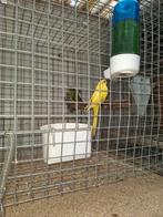 Catharina parkiet - elegant parkiet, Plusieurs animaux, Perruche, Bagué