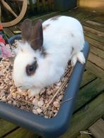 Mooie konijntjes volwassen