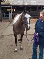 Leuke 7 jarige Paint merrie te koop, Débourré, Moins de 160 cm, Cheval western, Avec pedigree