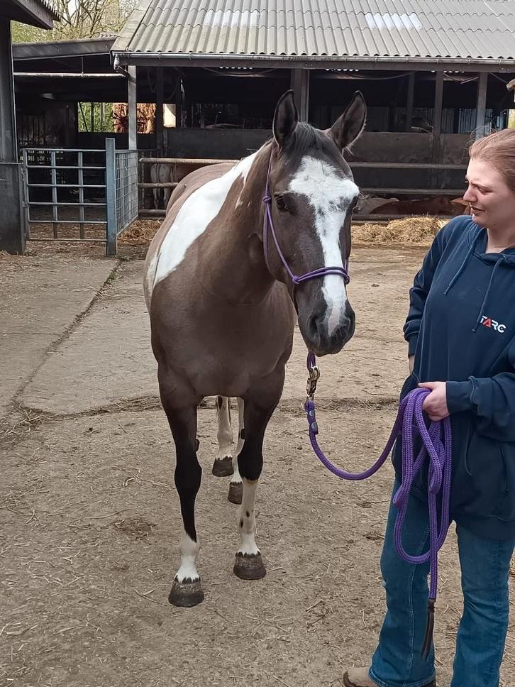 Leuke 7 jarige Paint merrie te koop, Animaux & Accessoires, Chevaux, Jument, Débourré, Moins de 160 cm, 7 à 10 ans, Cheval western