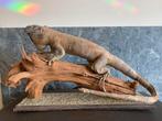 Opgezette leguaan, Collections, Collections Animaux, Enlèvement ou Envoi, Reptile ou Amphibien, Animal empaillé