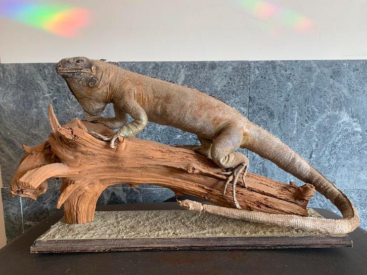 Opgezette leguaan, Verzamelen, Dierenverzamelingen, Opgezet dier, Reptiel of Amfibie, Ophalen of Verzenden