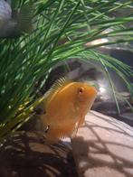 Cichliden Zuid-Amerikaans, Dieren en Toebehoren, Vissen | Aquariumvissen