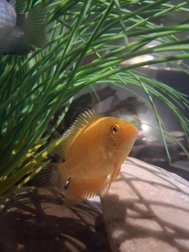 Cichliden Zuid-Amerikaans, Dieren en Toebehoren, Vissen | Aquariumvissen