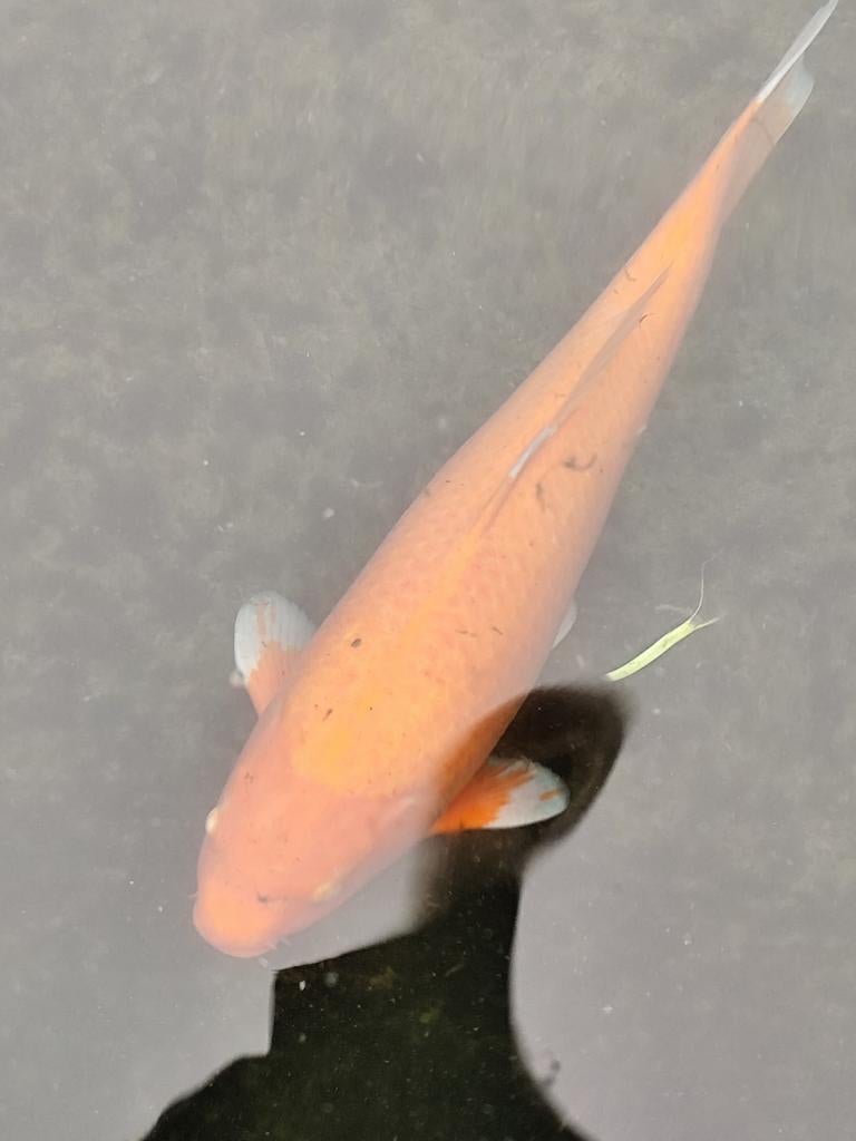 Koi te koop, Dieren en Toebehoren