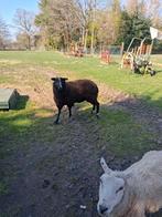 Schapen bok, Dieren en Toebehoren