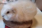 CH Teddy beer wit (pigment), Dieren en Toebehoren, Knaagdieren, Cavia, Mannelijk, November, Tam