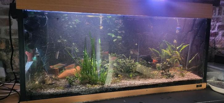 Aquarium, Animaux & Accessoires, Poissons | Aquariums & Accessoires, Utilisé, Aquarium d'eau douce rempli, Enlèvement