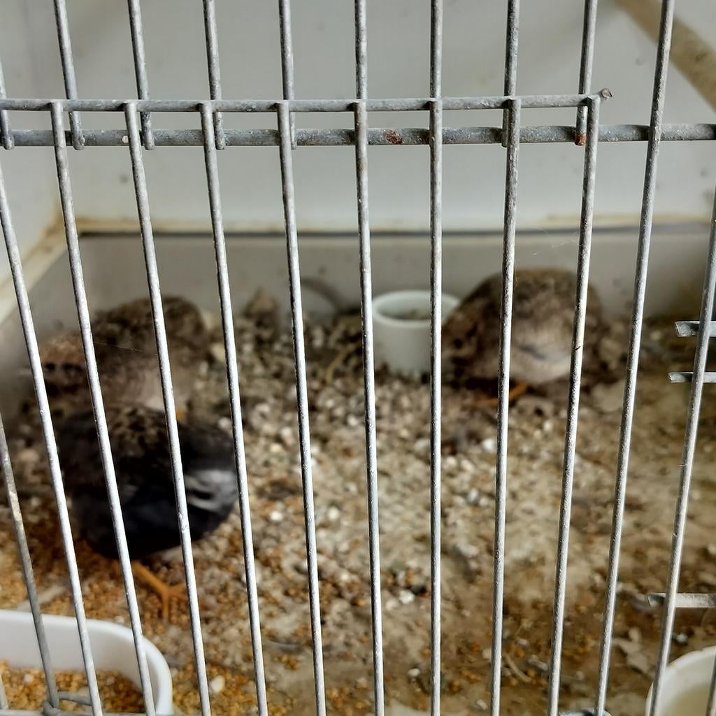 Trio Chinese dwergkwartels., Dieren en Toebehoren, Vogels | Overige Vogels, Meerdere dieren