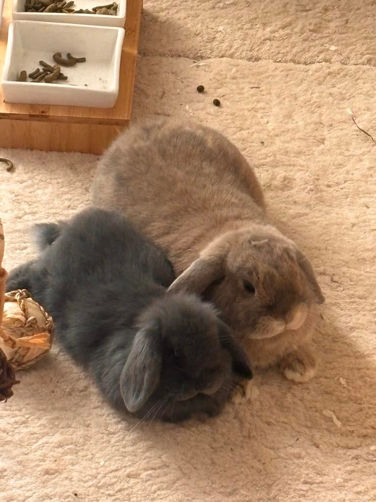 Konijntjes zoeken een liefdevolle thuis, Dieren en Toebehoren, Konijnen, Dwerg, Meerdere dieren, 0 tot 2 jaar, Hangoor