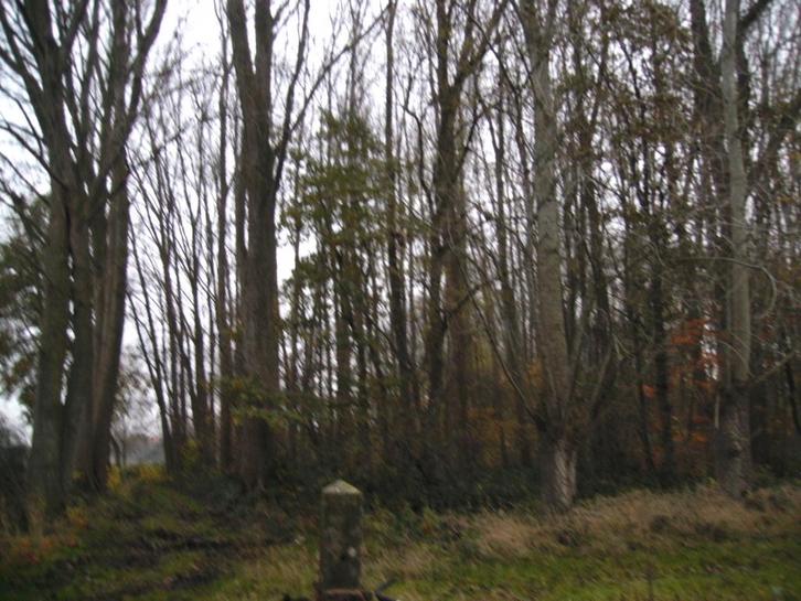 bos aanplanten, Jardin & Terrasse, Jardin & Terrasse Autre, Neuf, Enlèvement