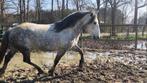 Knappe brede Epony koudbloed mix, Dieren en Toebehoren, Paarden, Gechipt, Minder dan 160 cm, B, Ruin