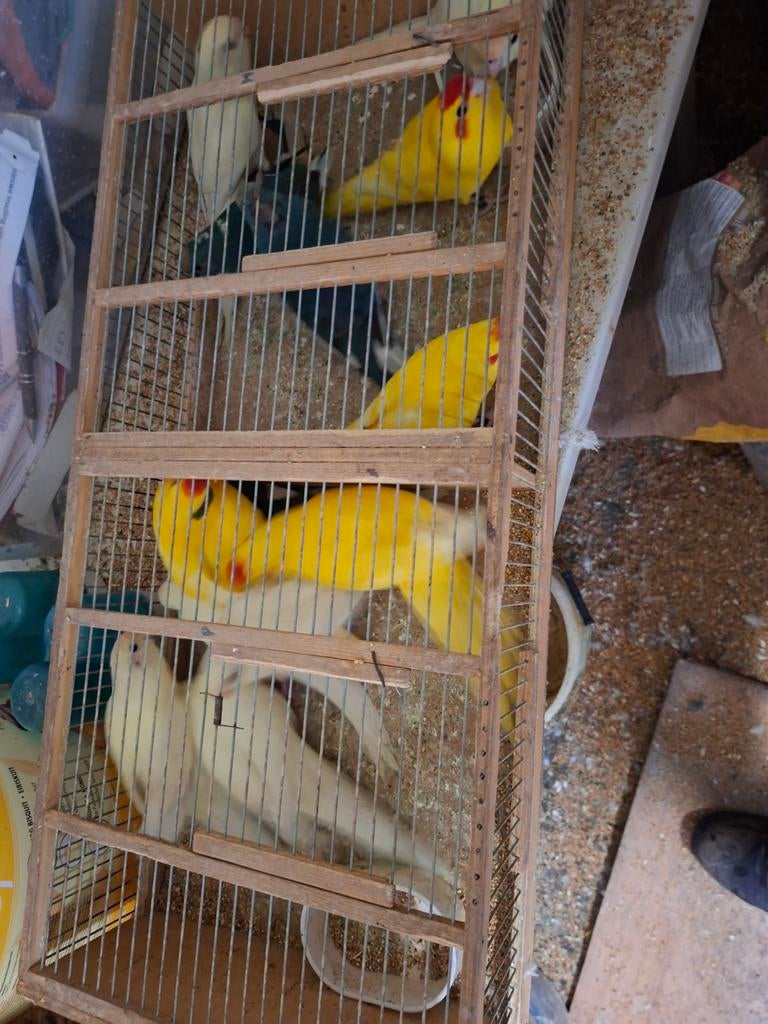 Kweekrype kakerikies 25euro stuk pop en mans 25, Dieren en Toebehoren, Vogels | Parkieten en Papegaaien