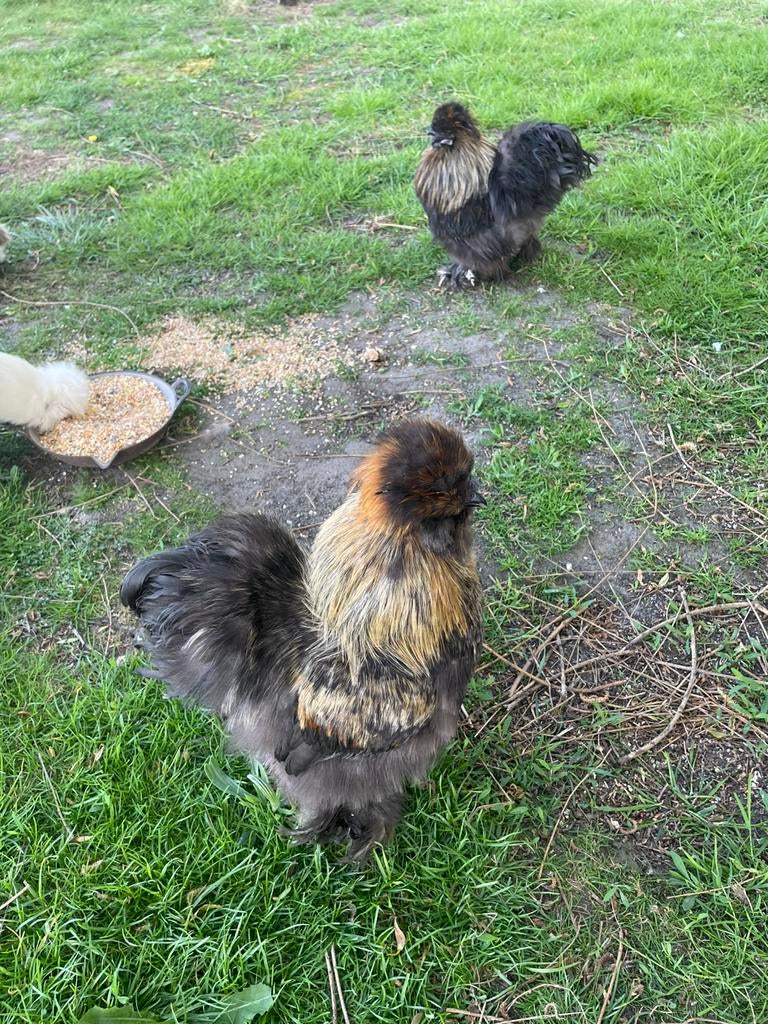 Jong haantje 8 maand ( zijdehoentje ), Dieren en Toebehoren, Mannelijk, Kip