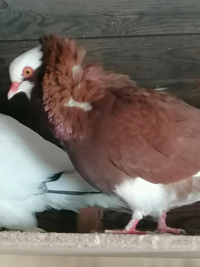 Poule capucine rouge