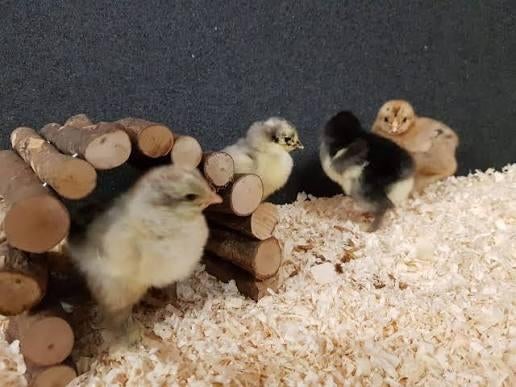 Eendagskuikens Brahma groothoenders te koop, Dieren en Toebehoren