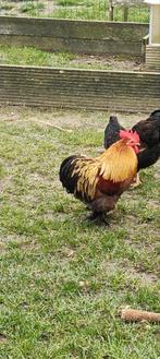 Cochin kriel haan, Dieren en Toebehoren, Pluimvee